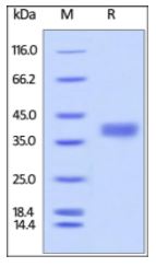 Cynomolgus / Rhesus macaque PD-L1, His Tag on SDS-PAGE under reducing (R) condition. The gel was stained overnight with Coomassie Blue. The purity of the protein is greater than 95%.